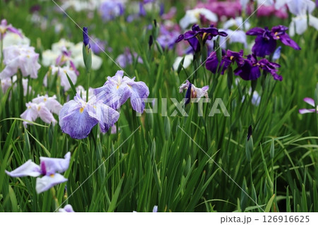 堀切菖蒲園　菖蒲の見頃 126916625