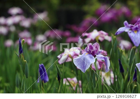 堀切菖蒲園 菖蒲の見頃 堀切菖蒲園 菖蒲の見頃 126916627