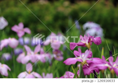 堀切菖蒲園　菖蒲の見頃 126916633