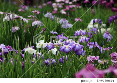 堀切菖蒲園 菖蒲の見頃 堀切菖蒲園 菖蒲の見頃 126916634
