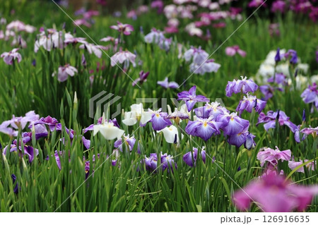 堀切菖蒲園　菖蒲の見頃 126916635