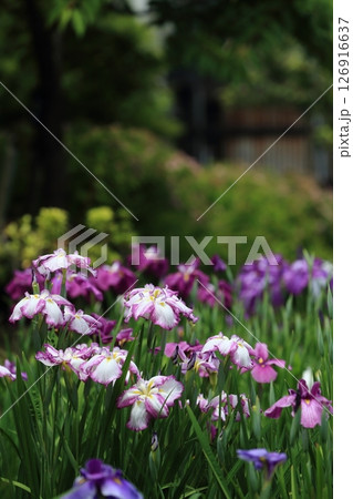 堀切菖蒲園　菖蒲の見頃 126916637