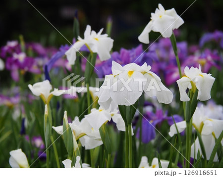堀切菖蒲園　菖蒲の見頃 126916651