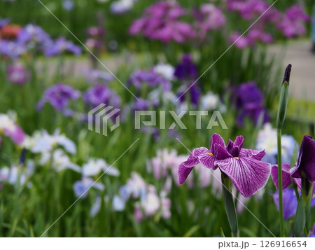 堀切菖蒲園　菖蒲の見頃 126916654