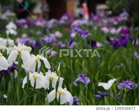 堀切菖蒲園　菖蒲の見頃 126916671