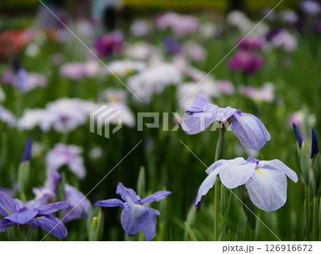 堀切菖蒲園 菖蒲の見頃 堀切菖蒲園 菖蒲の見頃 126916672