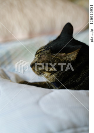 クッションで寝ているキジトラ猫 126916951