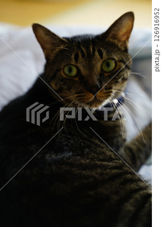 キジトラ猫 126916952