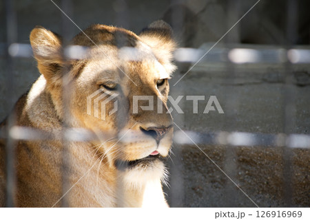 動物園で日を浴びるメスライオン 動物園で日を浴びるメスライオン 126916969