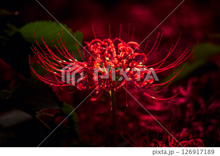 栃木県那須町 簑沢彼岸花公園 126917189