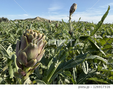 Agricultural field planted with artichoke. Mediterranean agriculture. Agricultural field planted with artichoke. Mediterranean agriculture. 126917316