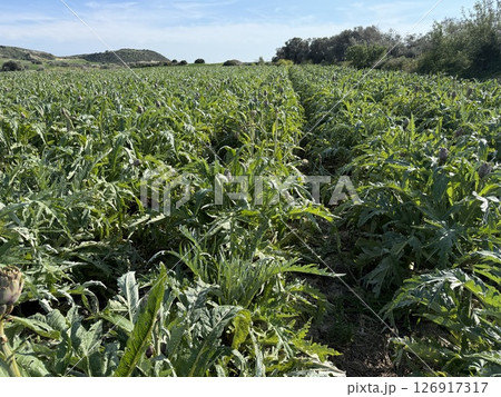 Agricultural field planted with artichoke. Mediterranean agriculture. 126917317