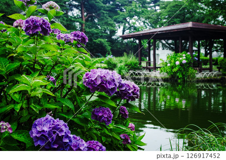 栃木県那須塩原市 烏ケ森公園の紫陽花 栃木県那須塩原市 烏ケ森公園の紫陽花 126917452