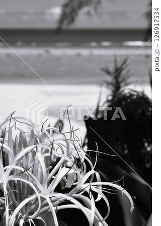 浜辺の自然 浜辺の自然 126917534