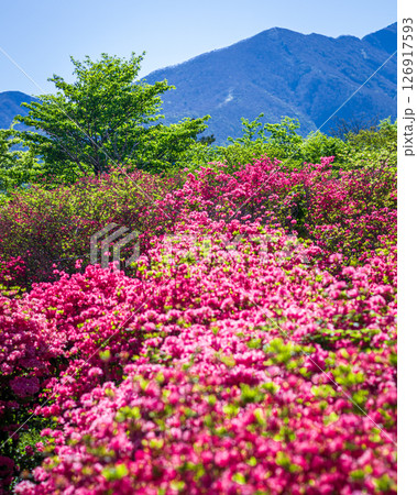 栃木県那須町 八幡つつじ群落   126917593