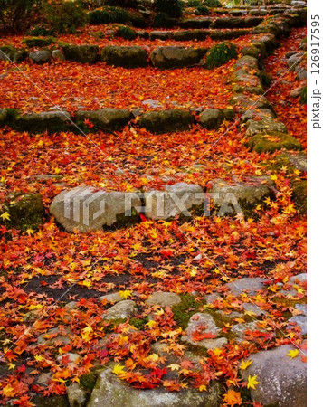 紅葉の絨毯を敷きつめた石段 126917595