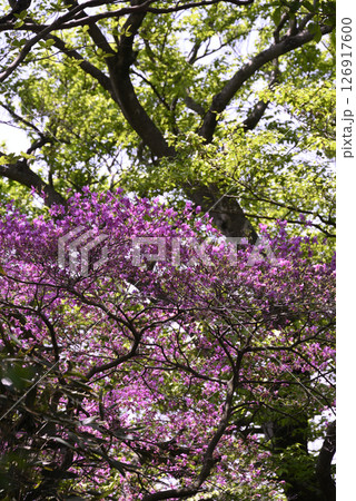 ヤシオツツジと新緑 ヤシオツツジと新緑 126917600