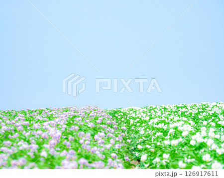 青空が広がる爽やかな夏のジャガイモ畑の風景 126917611