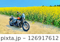 菜の花畑とハーレーダビッドソン 126917612