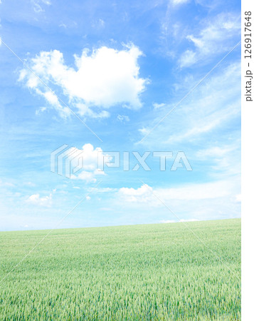 夏の爽やかな北海道美瑛の丘の麦畑の風景 126917648