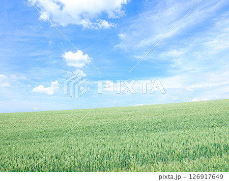 夏の爽やかな北海道美瑛の丘の麦畑の風景 126917649