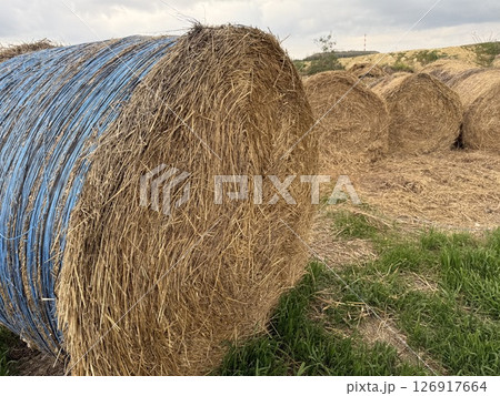 Scenic view of hay bales in a green field. Food for herbivores. 126917664