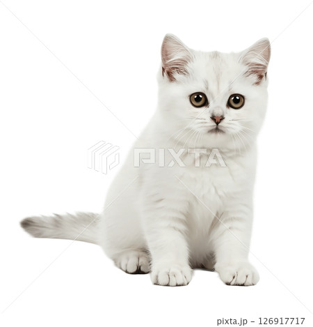 背景透過の可愛い猫 背景透過の可愛い猫 126917717