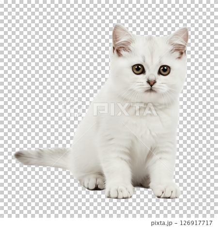 背景透過の可愛い猫 背景透過の可愛い猫 126917717