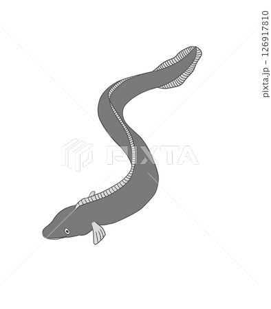 うなぎのイラスト うなぎのイラスト 126917810