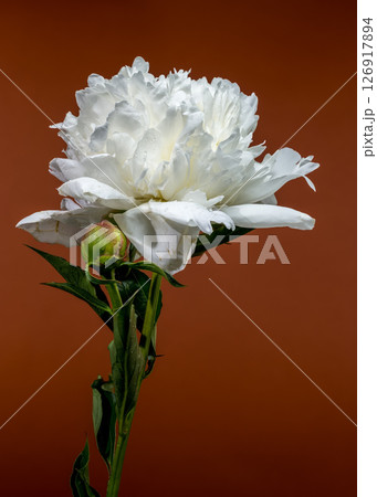 White Peony and Bud Fresh Beauty on a Brown Background White Peony and Bud Fresh Beauty on a Brown Background 126917894