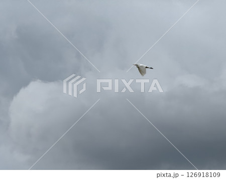 Heron in flight. A heron flying high in the cloudy sky. Heron in flight. A heron flying high in the cloudy sky. 126918109
