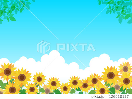 夏のひまわり畑のフレーム、背景 夏のひまわり畑のフレーム、背景 126918137