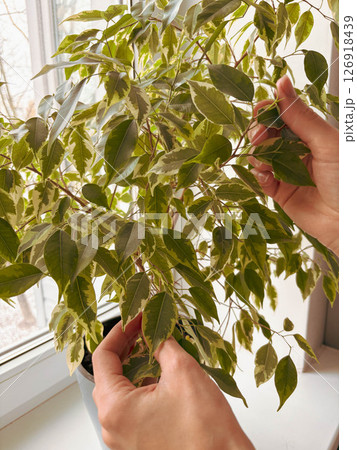 Lush house ficus in a pot. Women's hands touch the ficus leaves. Lush house ficus in a pot. Women's hands touch the ficus leaves. 126918439