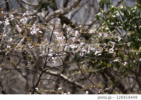 金時山登山 途中の桜 金時山登山 途中の桜 126918449