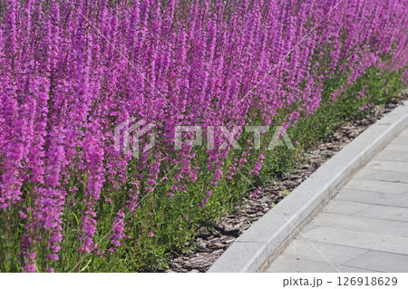 Common sage blooms along park paths, Salvia officinalis. Common sage. Derbennik loosestrife. Common sage blooms along park paths, Salvia officinalis. Common sage. Derbennik loosestrife. 126918629