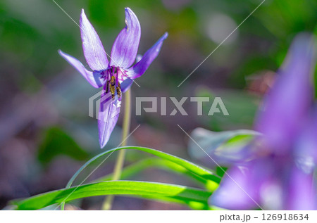 栃木県佐野市 万葉カタクリの里  126918634