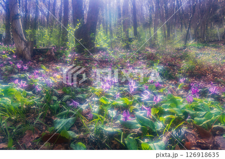 栃木県佐野市 万葉カタクリの里  126918635
