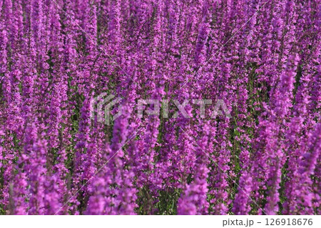 Common sage blooms along park paths, Salvia officinalis. Common sage. Derbennik loosestrife. 126918676