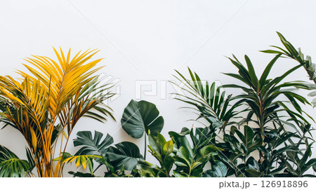 Tropical plants showing lush green and yellow leaves on white background 126918896