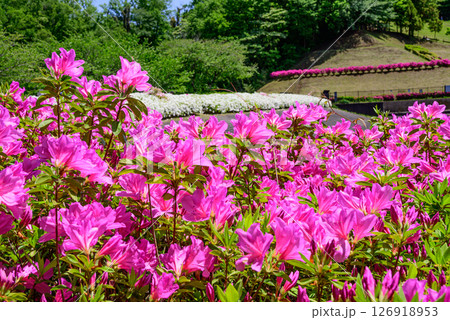 満開に咲くツツジ公園の風景 満開に咲くツツジ公園の風景 126918953