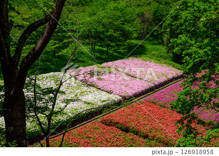 満開に咲くツツジ公園の風景 126918958