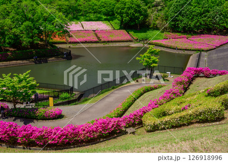 満開に咲くツツジ公園の風景 満開に咲くツツジ公園の風景 126918996
