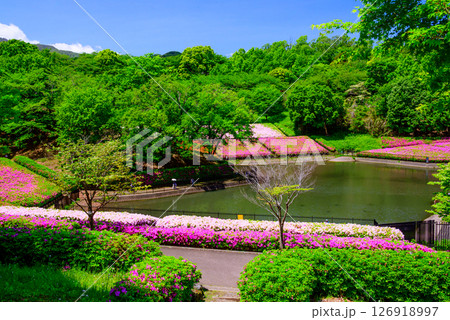 満開に咲くツツジ公園の風景 満開に咲くツツジ公園の風景 126918997