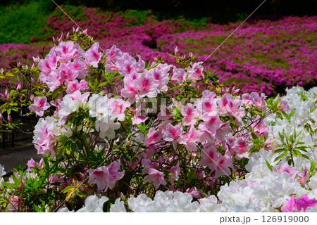 満開に咲くツツジ公園の風景 126919000