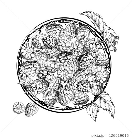 Raspberry served on ceramic dish with leaves on stalks, ripe picked garden berry dewberry cloudberry mulberry harvest. Isolated illustration hand drawn in vector ink. Farmers market grocery preserves 126919016