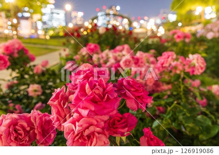 大阪市北区中之島公園のバラ 126919086