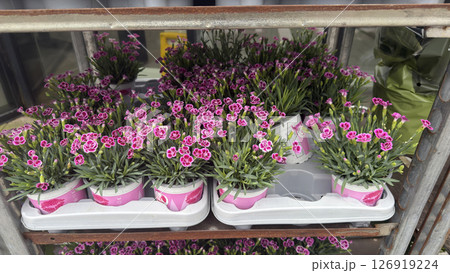 Close up pink carnation grass flowers. Flower seedlings 126919224