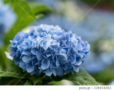 雨上がりの紫陽花 雨上がりの紫陽花 126919262