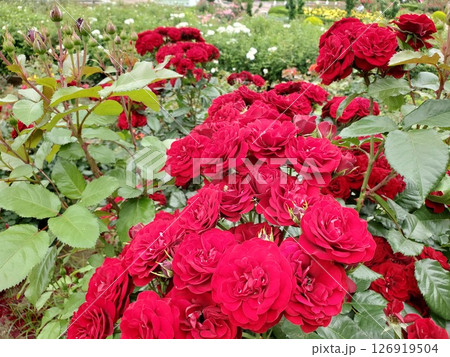 満開のラバグルート-2 126919504