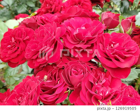 満開のラバグルート-3 126919505